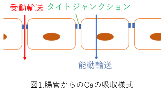 高齢牛が分娩後低カルシウム血症 低ca血症 になって困っています なにか対策はありますか ニッテン配合飼料