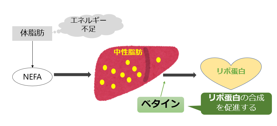ベタイン ニッテン配合飼料 ベタイン ニッテン配合飼料