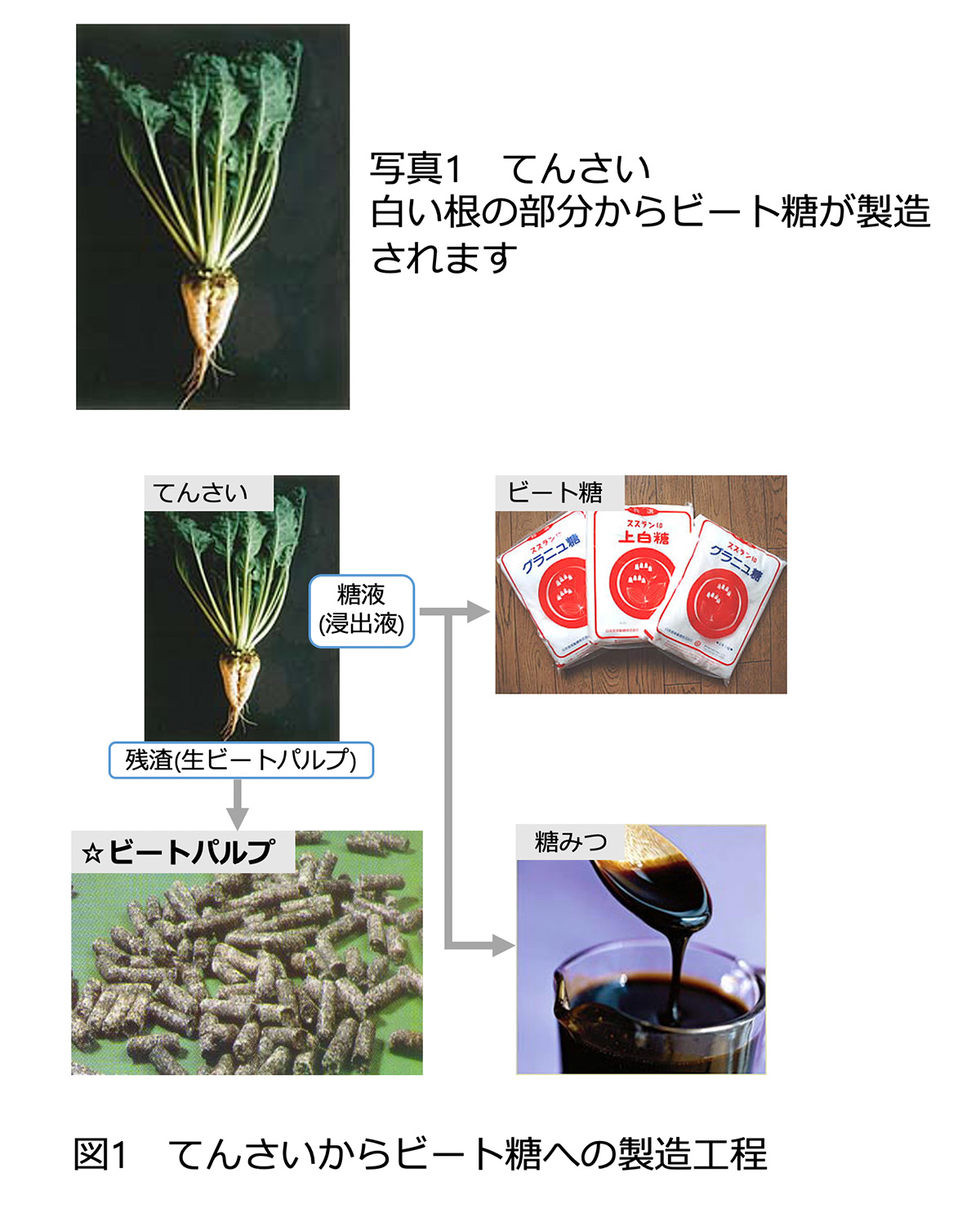 ビートパルプ ニッテン配合飼料