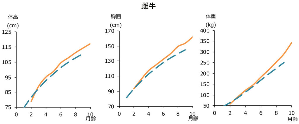 日甜和牛育成給与時の体高・胸囲・体重の変化（雌牛）