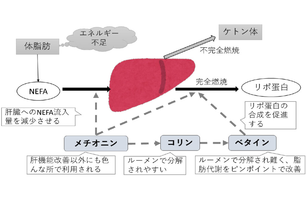 ベタインの脂肪肝に対する作用機構