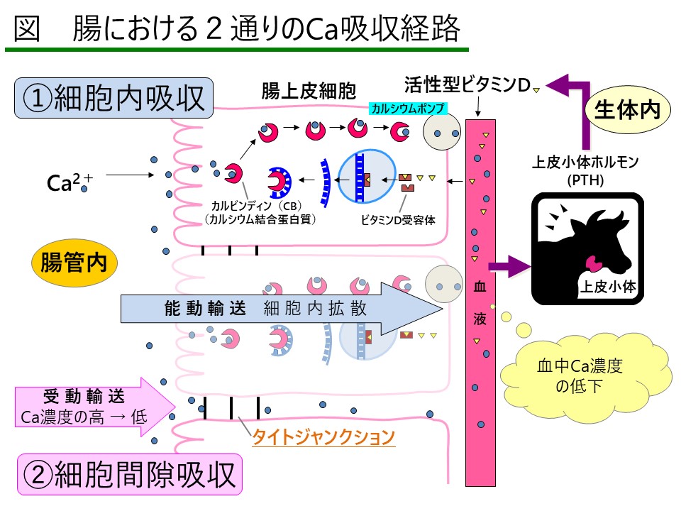 低カルシウム血症はどのように治療されますか?